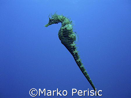 Seahorse mid-water. Calvi Corsica by Marko Perisic 