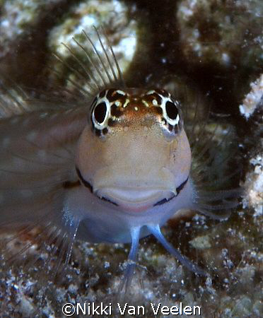Blenny taken at Sharksbay with E300 and 105mm lens.
 by Nikki Van Veelen 