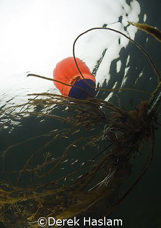Mooring buoy. Steam's town bay. Connemara. D200, 10.5mm. by Derek Haslam 