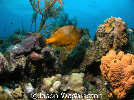 North Wall Grand Cayman by Jason Washington 