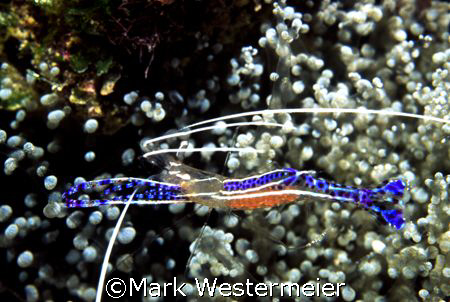 Stretch - Image taken in Bonaire with a Nikonos V, 35mm l... by Mark Westermeier 