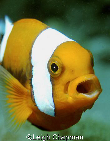 The open-mouth expression surprised me. by Leigh Chapman 