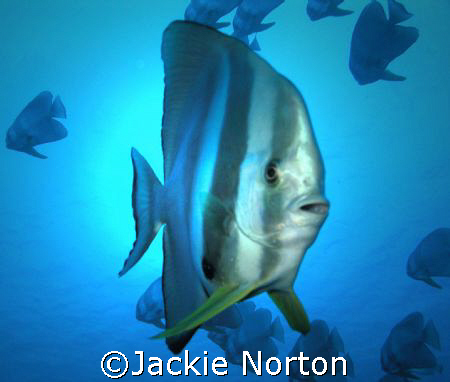 Curious Batfish taken on Zafari by Jackie Norton 