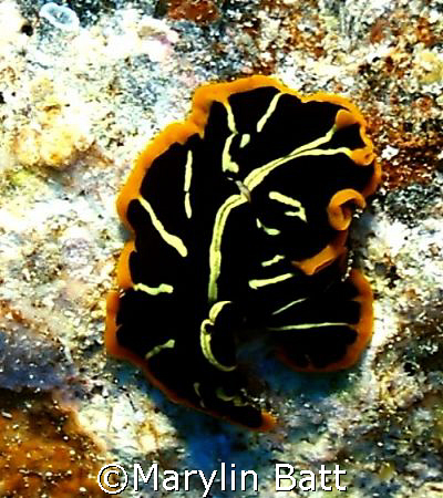 Beautiful flat worm, Nikonos V 1:1 macro extension tube by Marylin Batt 