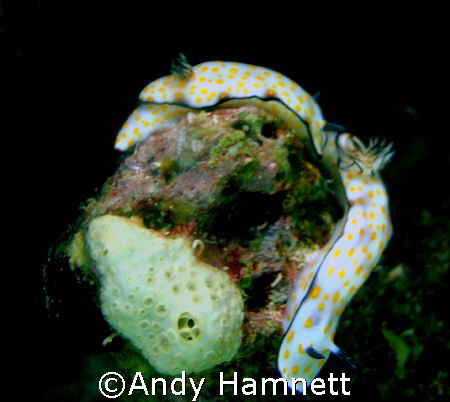 Stay here!  Two nudies in Safaga, Red Sea, Egypt. by Andy Hamnett 