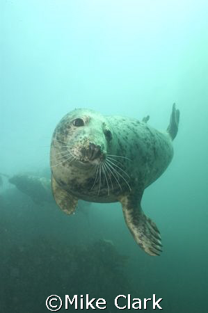 Friendly Grey Seal, Farne Islands, England by Mike Clark 