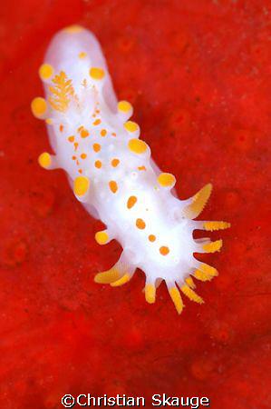 Limacia clavigera nudibranch on red sponge. Nikon D200 in... by Christian Skauge 