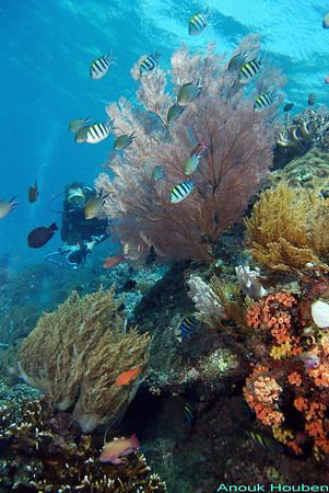 Picture taken at the Japanese wreck off Amed in North-Eas... by Anouk Houben 