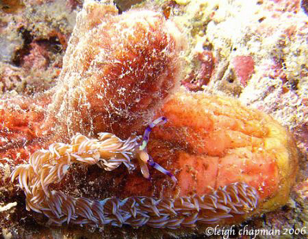 Borneo. Fireworm on sponge. DX8000 by Leigh Chapman 