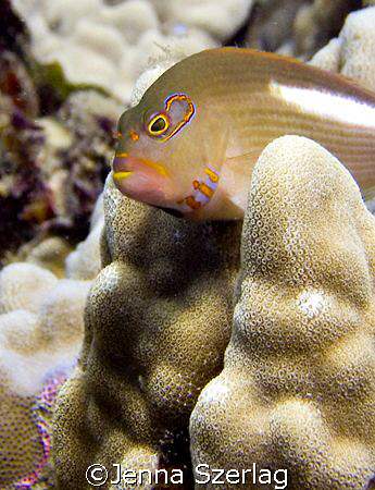 Arc Eye Hawkfish at Makena Landing Maui, HI by Jenna Szerlag 