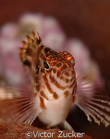 I'm ready for my closeup by Victor Zucker 