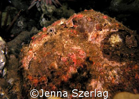 Frog Fish Night Dive Ulua Beach, Maui HI by Jenna Szerlag 