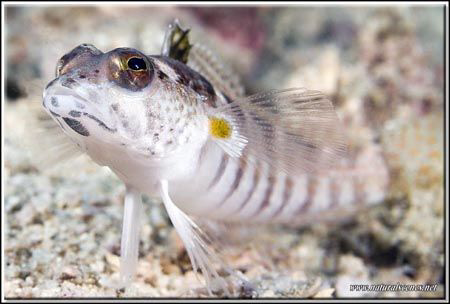 Portait of a small sandperch D200/60mm by Yves Antoniazzo 