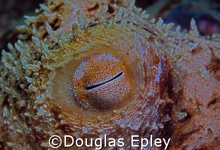 octopus eye taken at scuba club cozumel on a night dive by Douglas Epley 
