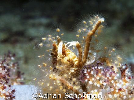 Taken during Night Dive at Redang Island. Olympus E-330 +... by Adrian Schokman 
