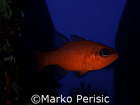 Cardinal-fish (Apogon imberbis).At home in the B-17 wreck... by Marko Perisic 