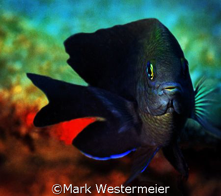 Face to Face - Image taken near Isla Mujeres with a Nikon... by Mark Westermeier 