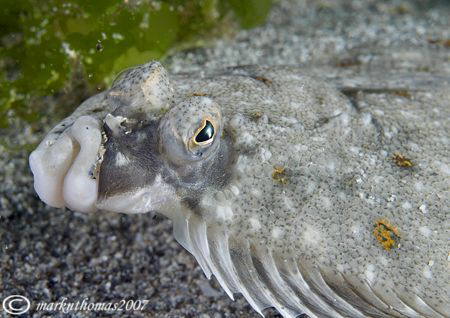 Plaice.
Aughrusmore.
60mm. by Mark Thomas 