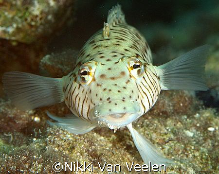 Sandperch taken at Sharksbay with E300 and 105mm lens by Nikki Van Veelen 