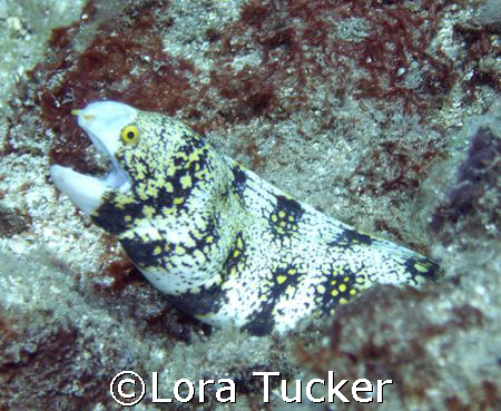 Snowflake Eel by Lora Tucker 