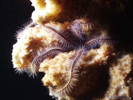 This photo of a Brittle Starfish was taken in Roatan duri... by Steven Anderson 