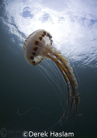 Compass jelly fish. Connemara. D200, 10.5mm. by Derek Haslam 