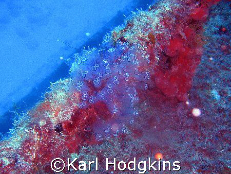 anenomae at around 25m clinging to a wreck, amazing delicacy by Karl Hodgkins 