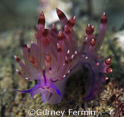 Taken in Anilao Batangas. by Gurney Fermin 