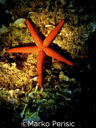 Portraite of a Red Starfish (Echinaster sepositus) Porto ... by Marko Perisic 