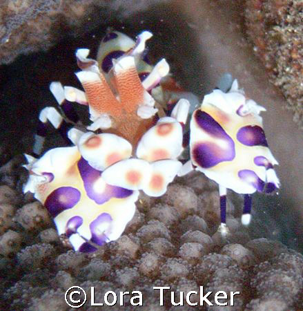 Harlequin Shrimp by Lora Tucker 