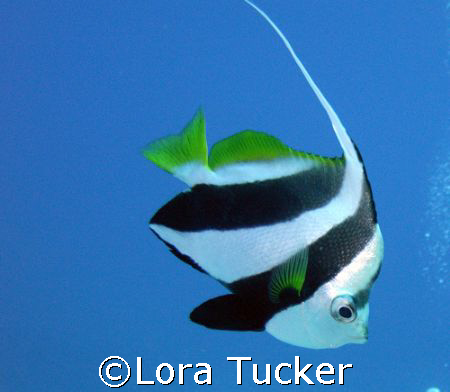 Finding Nemo by Lora Tucker 