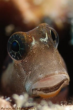 Blenny, Ecsenius sp. Picture taken off Negombo, Sri Lanka. by Anouk Houben 