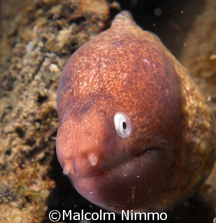 Enquiring moray  -Tioman Malaysia, Nikon D70S, 60mm  by Malcolm Nimmo 