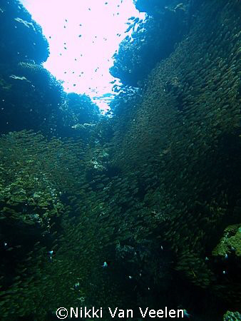 Glassfish taken at Ras Umm Sid while snorkeling with E300. by Nikki Van Veelen 