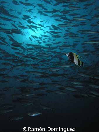 Sardine run in Cabo San Lucas by Ramón Domínguez 