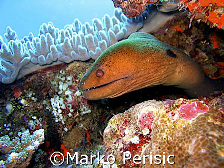 Spotted Moray-eel. Amed Bali by Marko Perisic 
