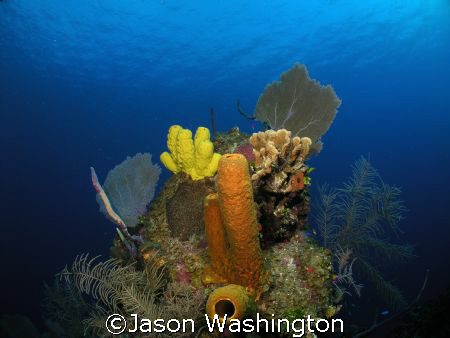 Eagle Ray Pass, North Wall Grand Cayman by Jason Washington 