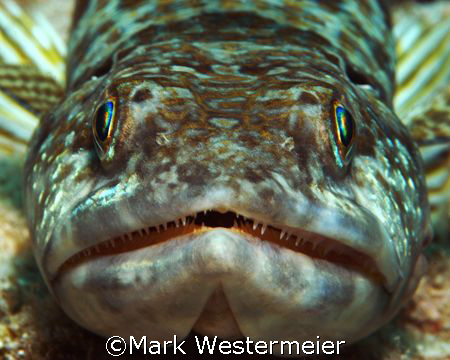 Just Waiting - Image taken in Grand Cayman with a Nikon D... by Mark Westermeier 