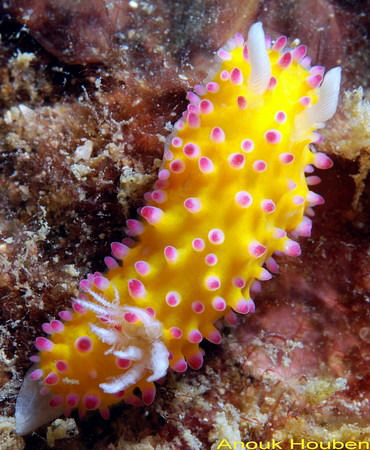 Nudibranch, Cadlinella ornatissima. Picture taken off Neg... by Anouk Houben 