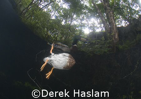 Duck from below. Vivian quarry. D200, 10.5mm. by Derek Haslam 