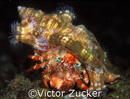 decked out home by Victor Zucker 