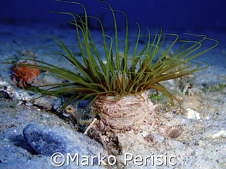 Cylinder anemone (Cerianthus) with a Hermit-crab (Pagurus... by Marko Perisic 