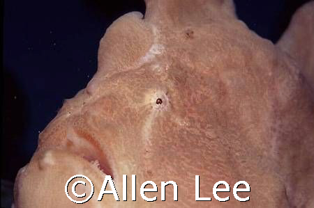 Giant Frogfish. by Allen Lee 