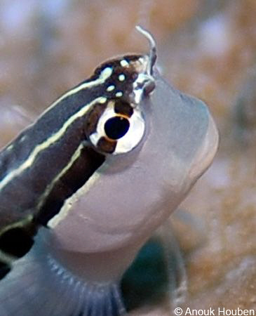 Teardrop blenny, Ecsenius lineatus. Picture taken in Mald... by Anouk Houben 