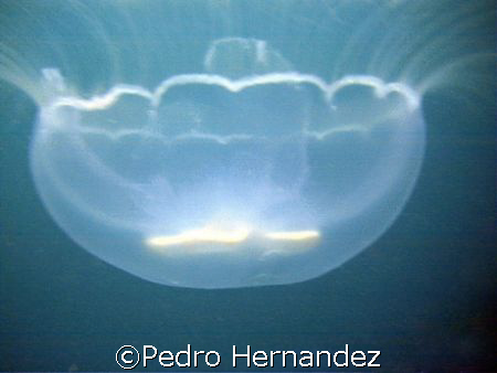 Moon Jelly Palmas Del Mar Humacao, puerto Rico by Pedro Hernandez 