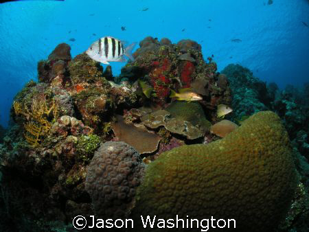 Sgt. Major on Turtle Reef Grand Cayman by Jason Washington 
