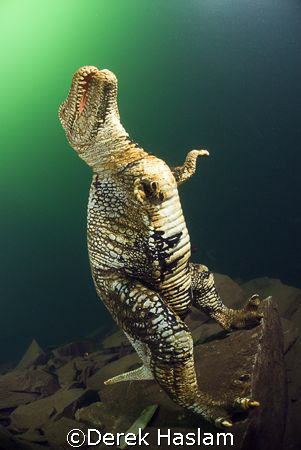 T rex. Vivian quarry. D200, 10.5mm. by Derek Haslam 