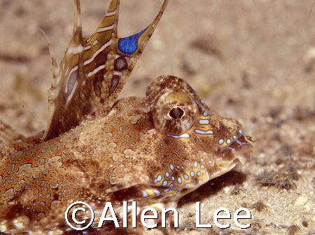 Fingered Dragonet. by Allen Lee 