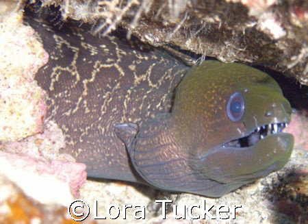 Eel by Lora Tucker 