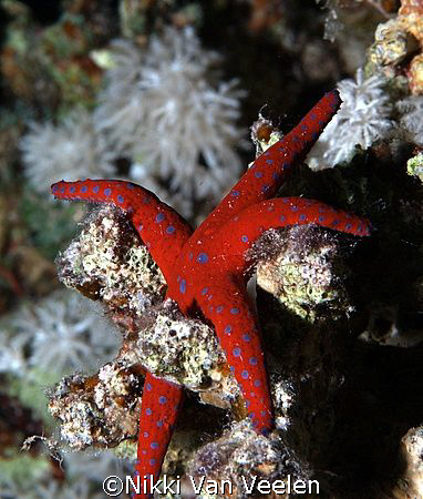 Ghardaqa sea star taken on a night dive at Ras Caty with ... by Nikki Van Veelen 
